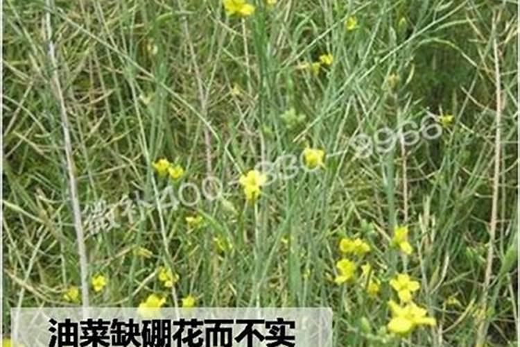 种植油菜为什么要施硼肥油菜啥时候施硼肥好