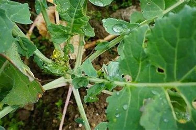 油菜叶面肥的最佳配方花卉百科