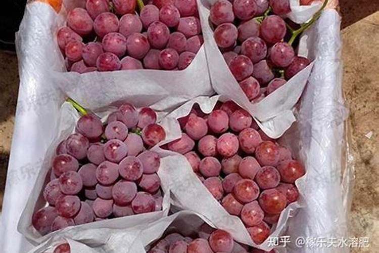 葡萄树施肥的最佳时间 什么时候给葡萄树施肥