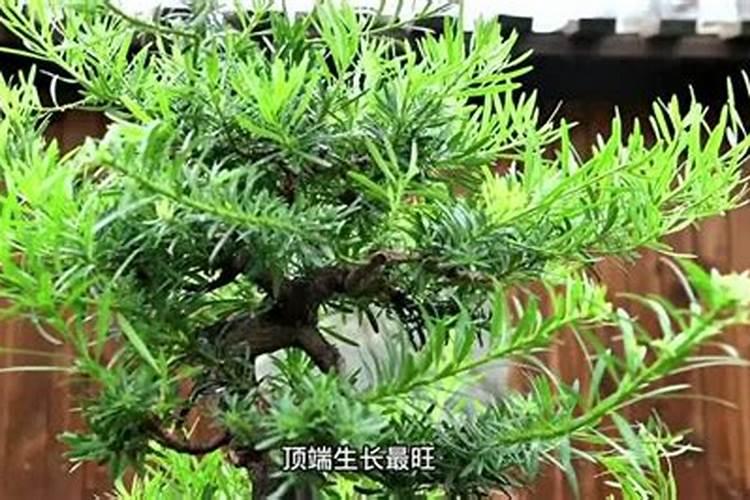 土豆施什么肥好