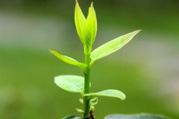 杨梅树叶面肥主要有哪几种,主要是果实澎大叶面肥