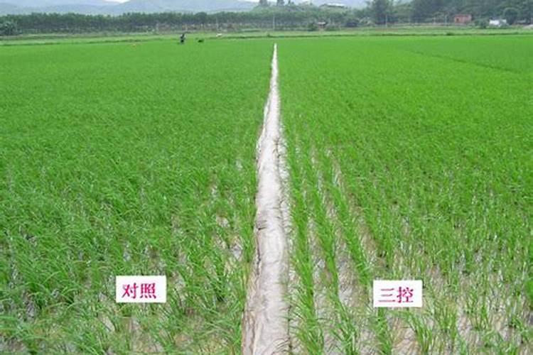 巧棵力水溶肥里面钾的成分高吗,膨果效果怎么样？