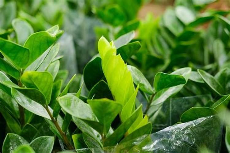 玉米需要多少氮磷钾肥