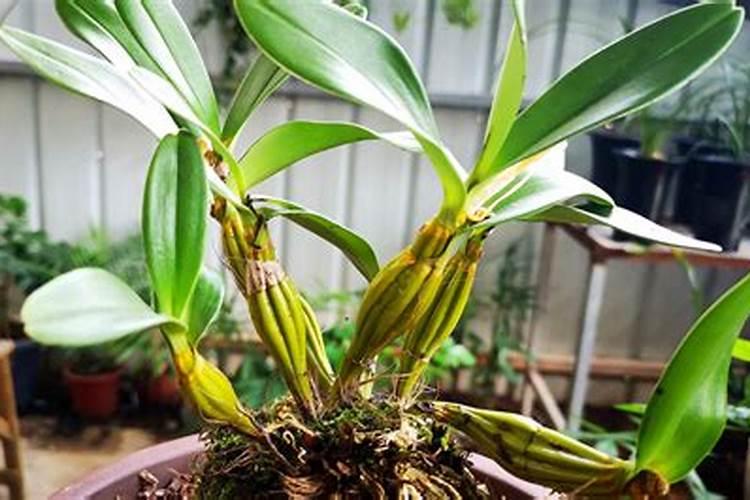 山西克伦生葡萄主产区在哪里