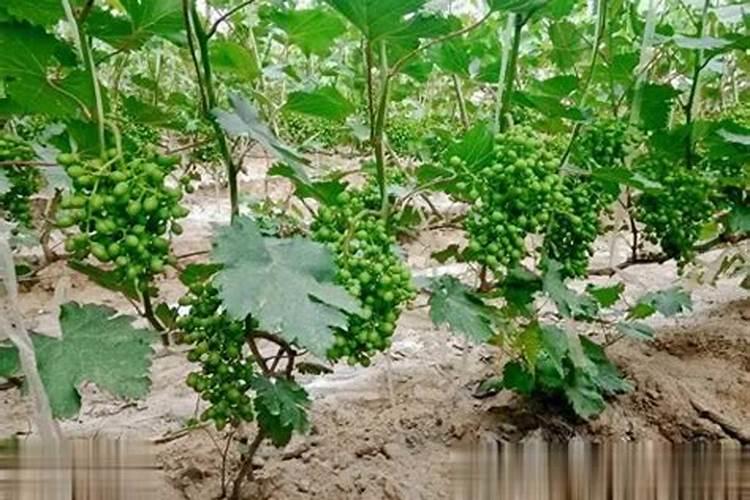 葡萄糖酸钙注射液与哪些食物相克