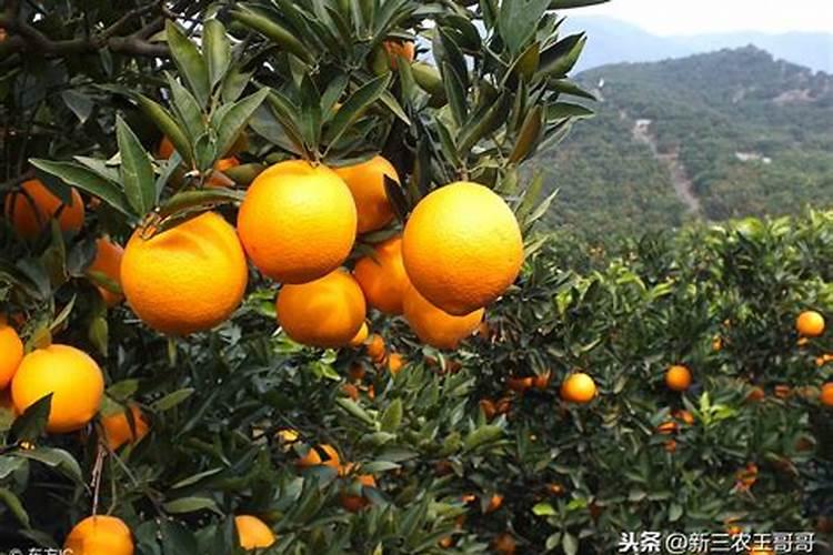 桔子树在开花前施高浓度硫酸肥可以吗？