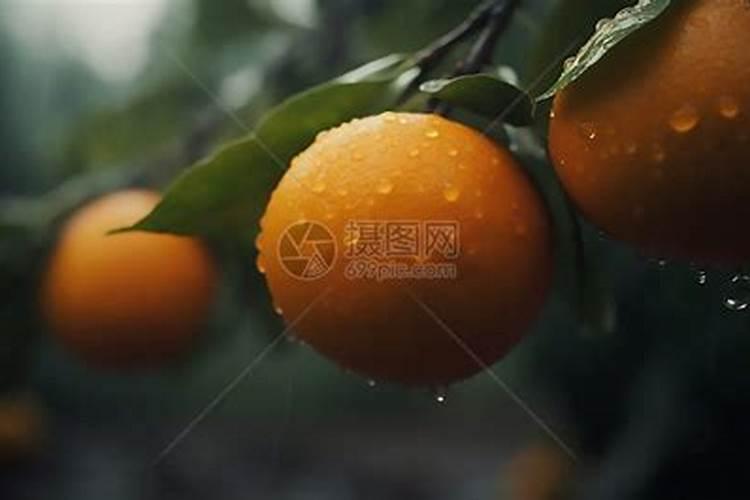 桔子树开花期长出新枝要抹去吗？