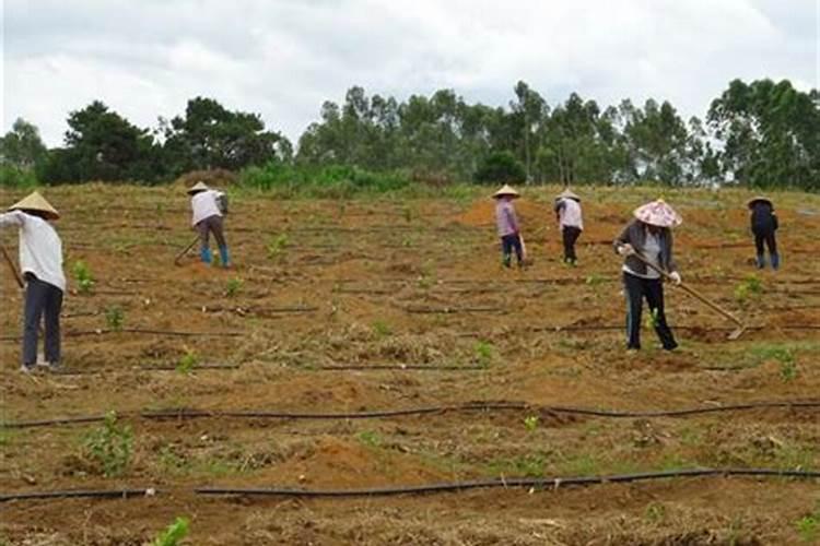 各位专家帮忙看看这辣子是什么情