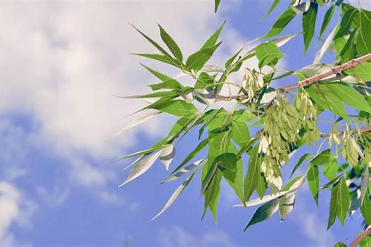 中国名牌肥料免检都是有哪 些