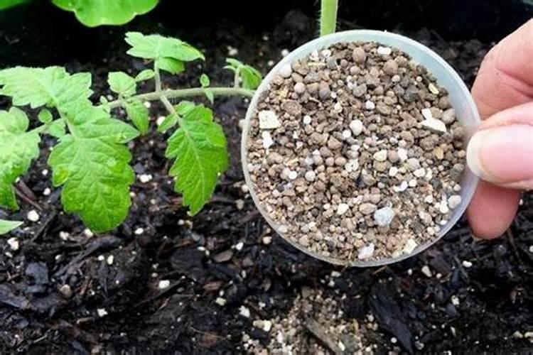 种蔬菜农家肥多久施一次