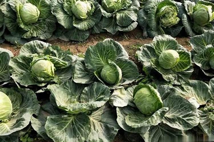 稻苗黄尖是什么病怎么控制那