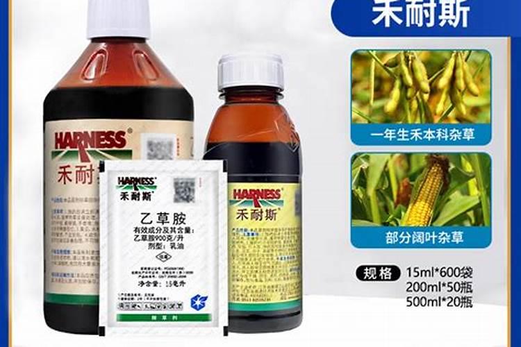 查看魔芋的栽培技术