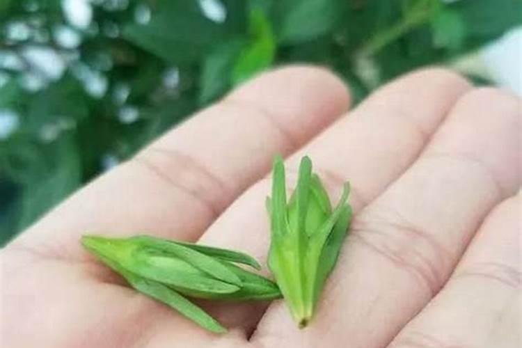 鸡屎下多了橘子会甜吗