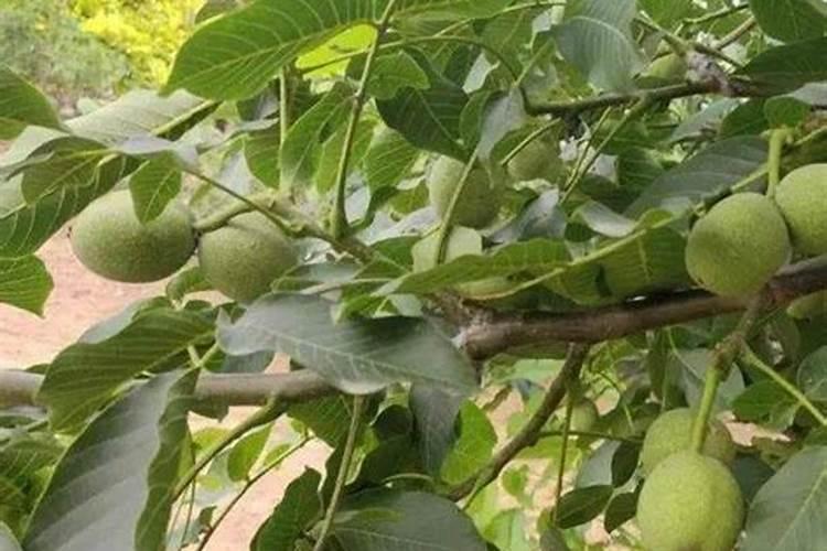 种橘子该用什么肥料