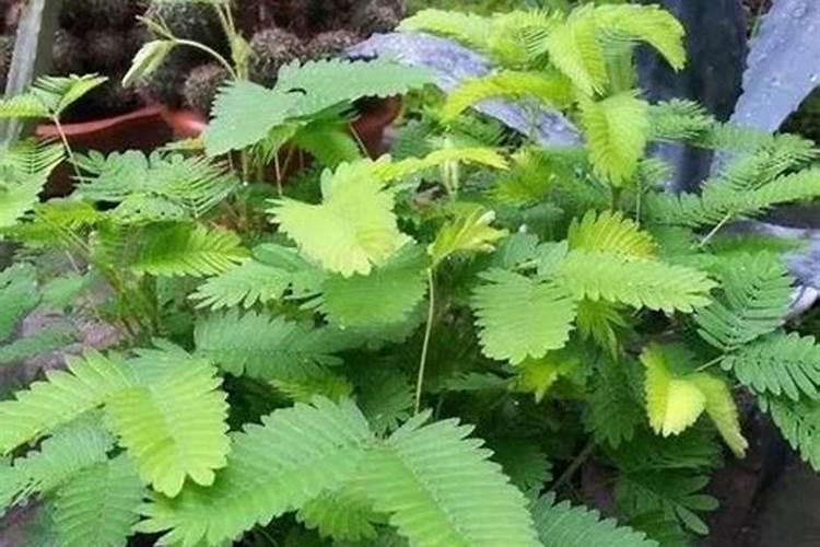 玉米一生中最重要的一次叶面肥,你知道啥时候打吗？