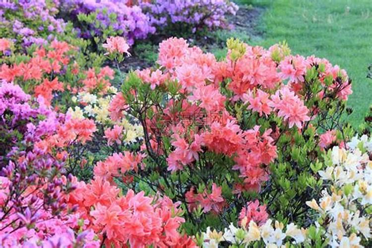 春天杜鹃花将开花时能施叶面肥吗