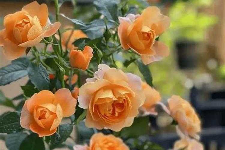 含氨基酸水溶肥料作用