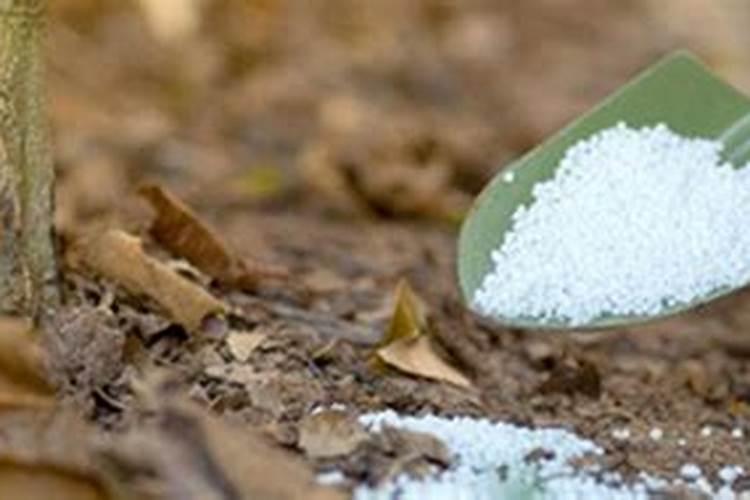 海水缸养什么海鱼可以吃黑苔？‘∵