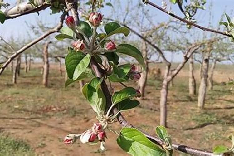 流体硼最佳搭配方法