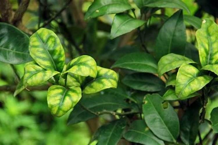 想要大面积种植豆角,豆角的水肥管理技术要点有哪些？