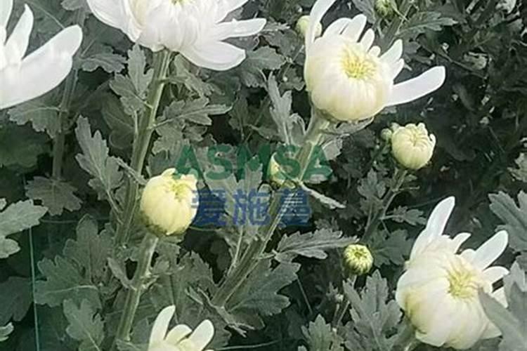 氮磷钾肥中氮多会抑制什么元素,磷肥多会抑制什么原素、