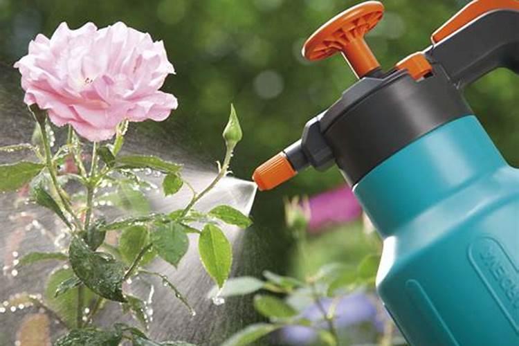 施肥以后不浇水会失效么