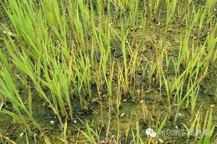 蔬菜出苗后多少天可以施肥