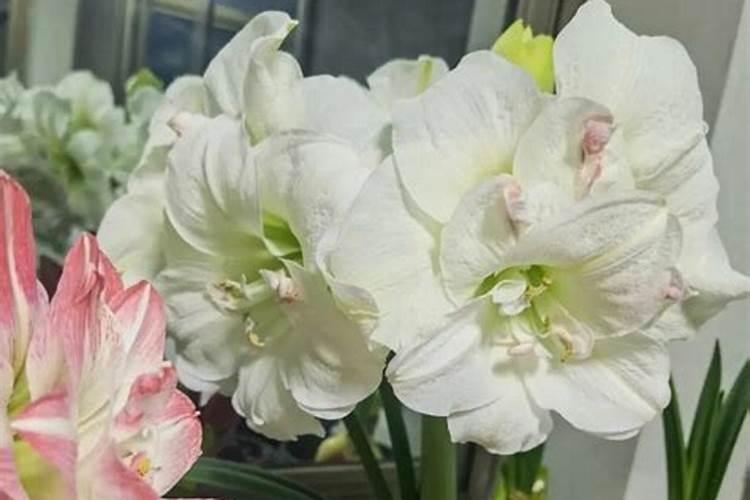 苹果树施什么肥好