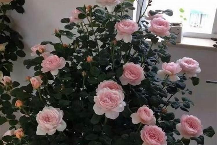 绿萝能施磷肥复合肥和尿素吗