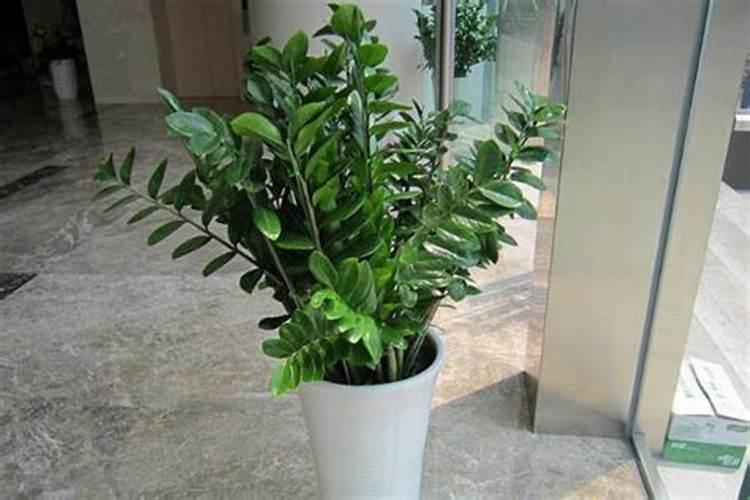 金钱树四季施肥方法