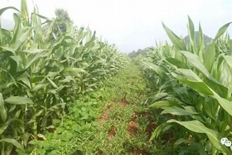 豆浆的作用都有哪些