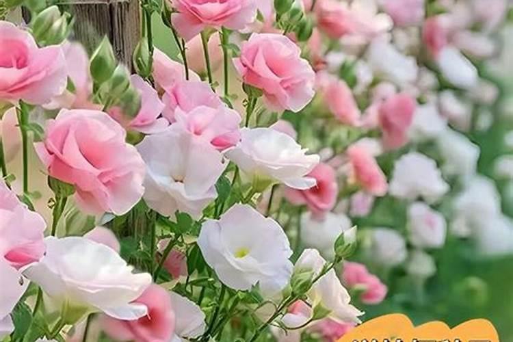 女人天天喝豆浆都有那些好处