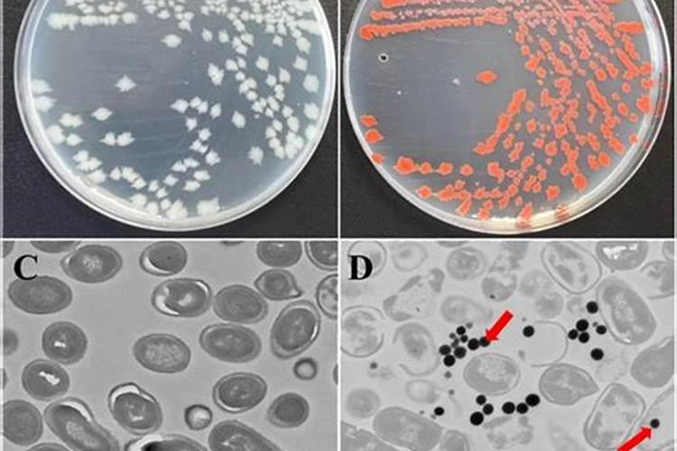 河水可以直接浇花吗