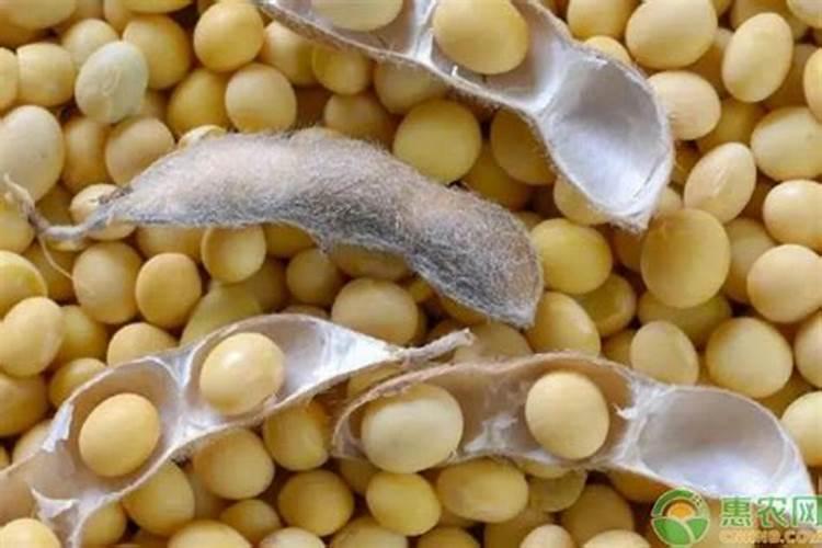 种植大豆怎样整地施肥？