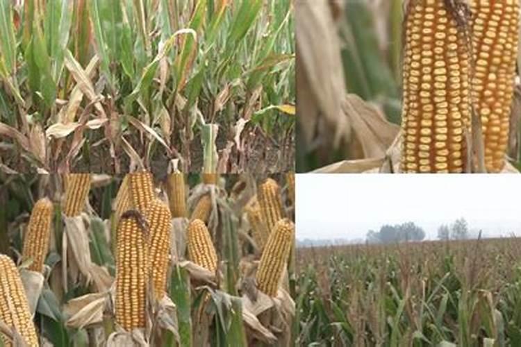 玉米结果期施什么肥 玉米施肥的注意事项