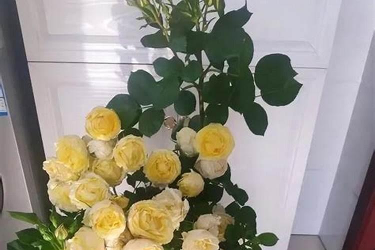 油菜花的什么可以做肥料