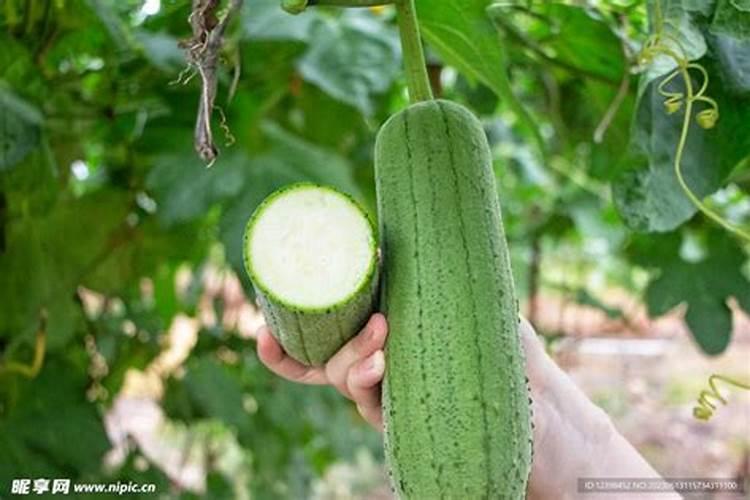 玉米苗肥用什么最好？