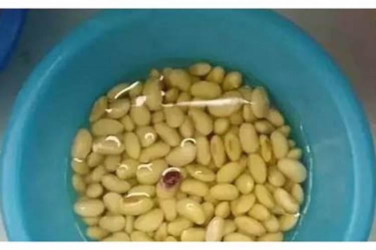 在种植黄豆的时候,为什么底肥不能施得太多呢？