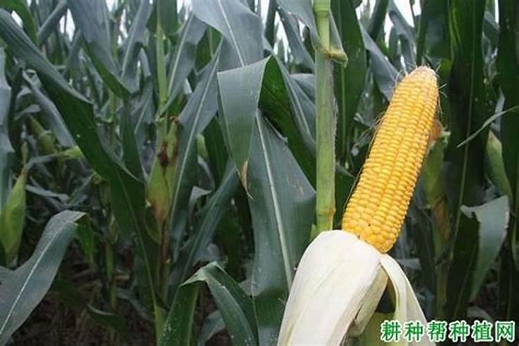 化学高手们,请问一下,邻苯二甲酸亚酰胺是个什么物质,还有其他名称吗,最...