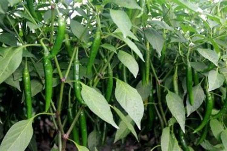 种植辣椒施钾肥效果好还是尿素效果好？你怎么看？