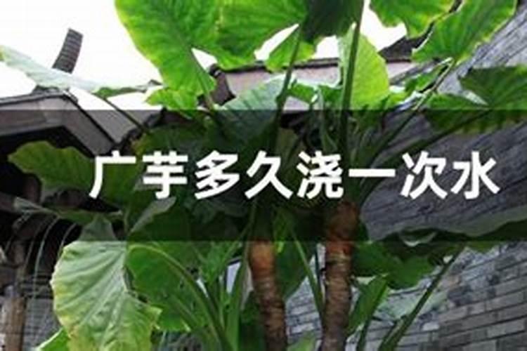 土豆的需肥规律是什么？如何正确施肥？