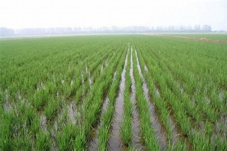 撒完复合肥后持续下雨怎么办？