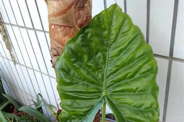 长寿花枝插移栽后施什么肥？