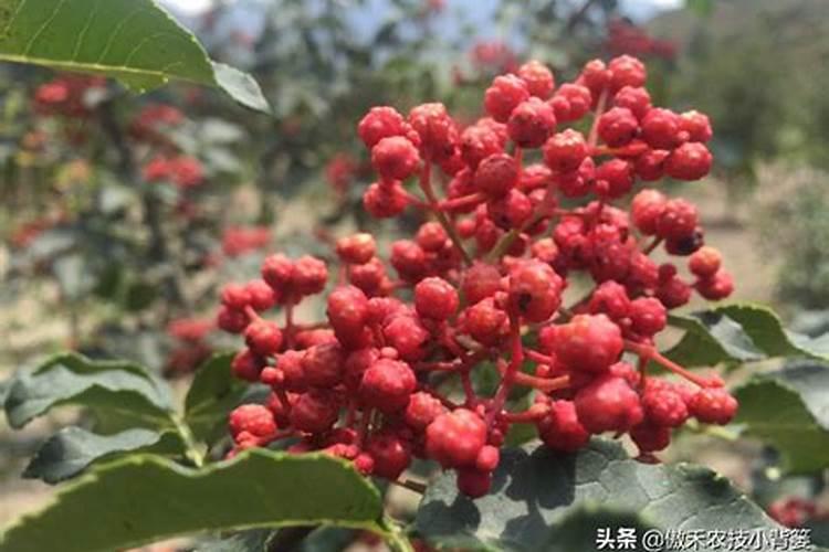 什么特效能让树花草变颜色？