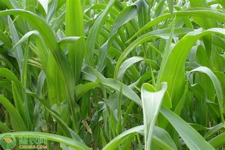 牧草用什么肥料