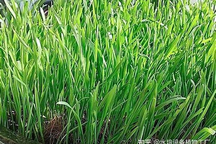 牧草甜高梁苗后用什么除草剂？