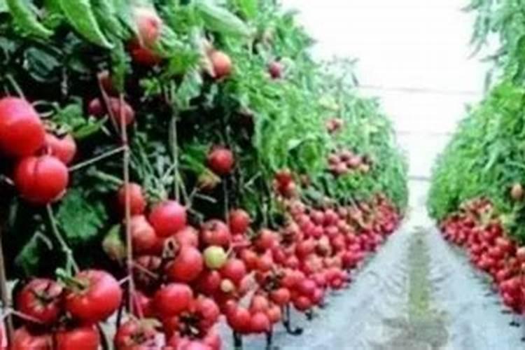 红苋菜出苗后怎么浇水施肥