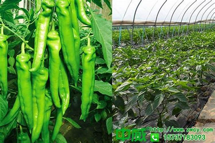 辣椒茄子坐果期怎么追肥