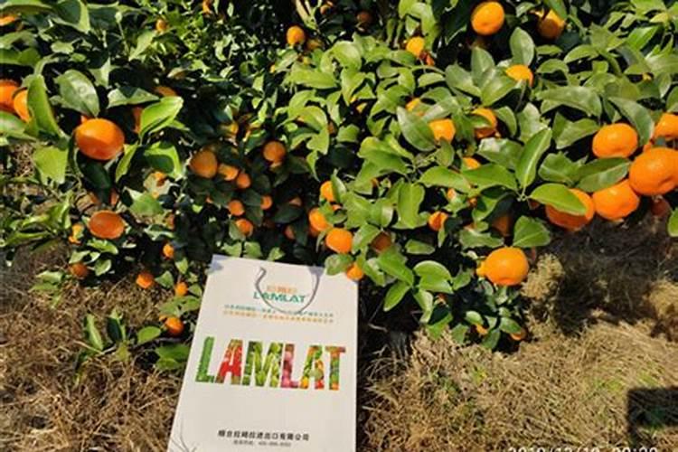 苹果园是土壤补钙好还是叶片喷钙好？