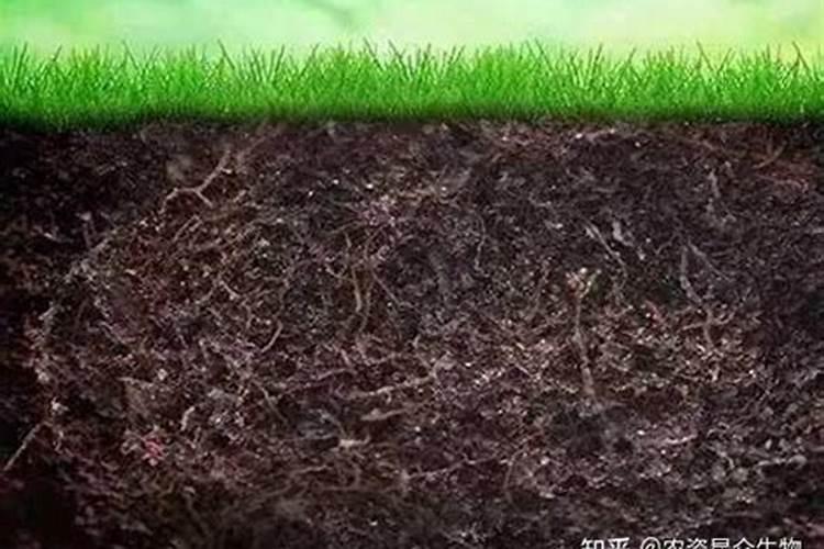 石硫合剂在柑橘挂果期可以用吗？